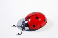 Coccinelle rouge Coccinelle rouge